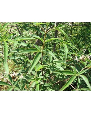 Vitex agnus castus 